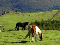 Caballos