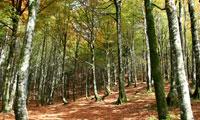 Sorogain